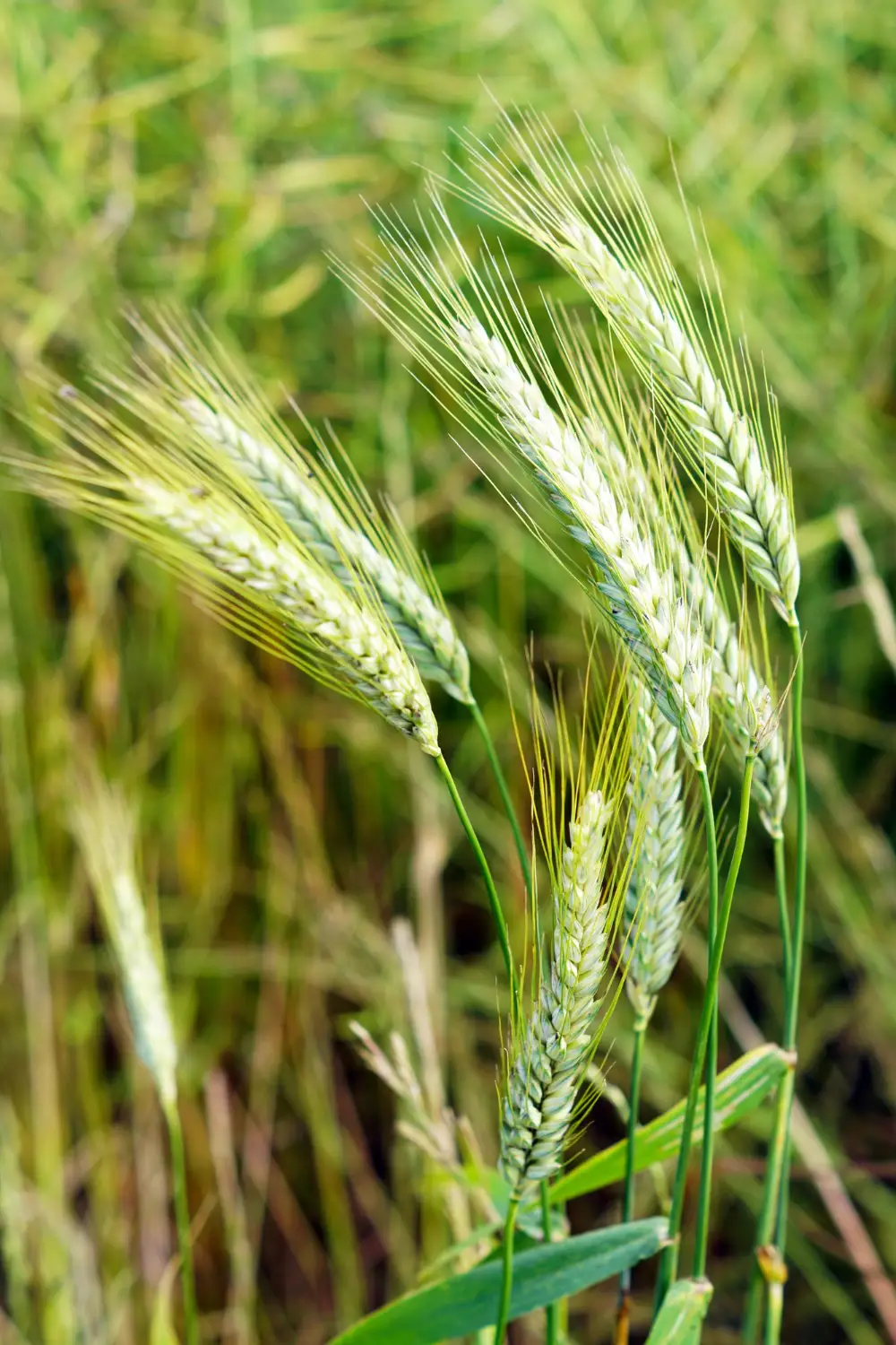 What Is Agriculture