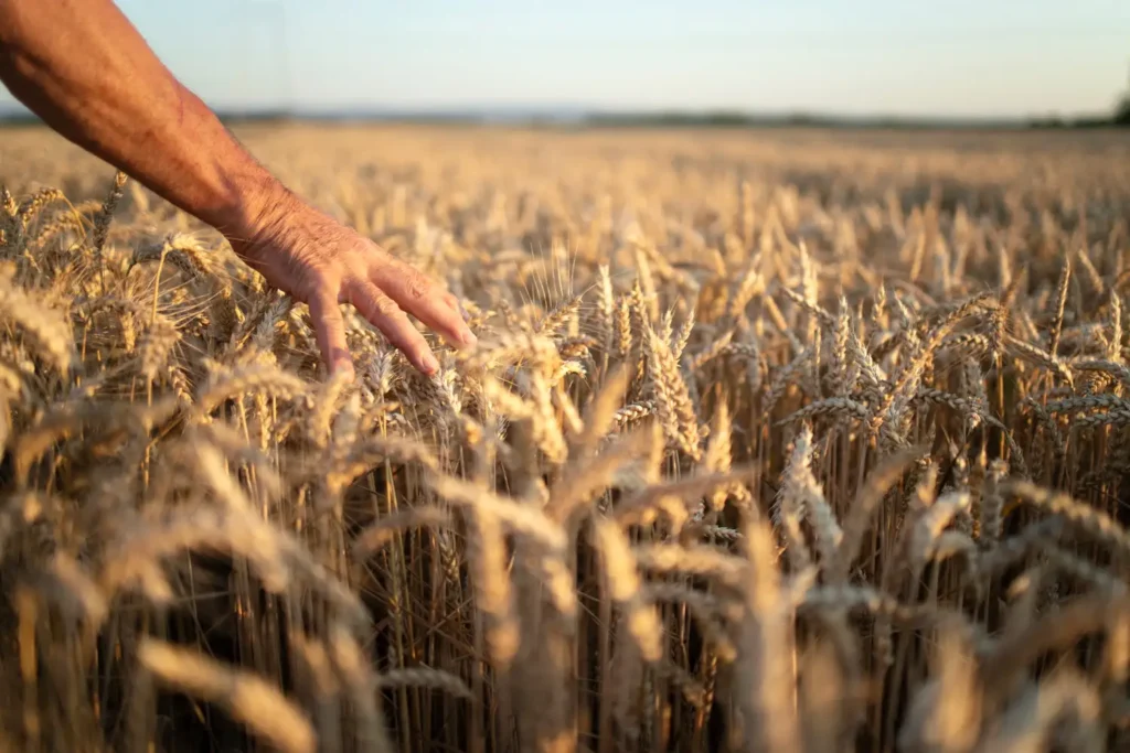 What Is Agriculture