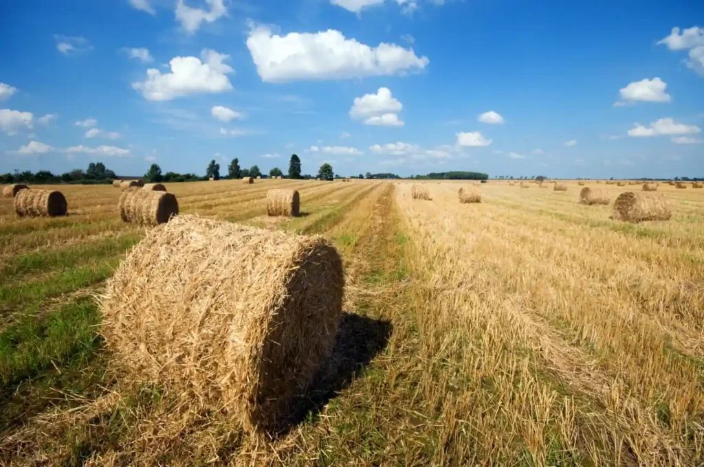 Careers In Agriculture